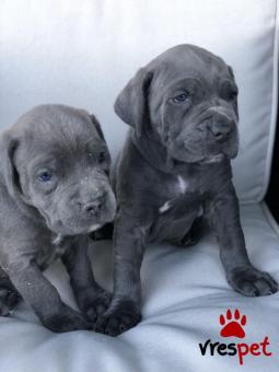 Ράτσα: Κανέ Κόρσο - Cane Corso | Ηλικία: 3 μηνών | Φύλο: Αρσενικό | Αρ. Microchip: 985119909734721 | Ιδιώτης | Εκπαιδευμένο | Pedigree | Περιοχή: Αθήνα, Αττική